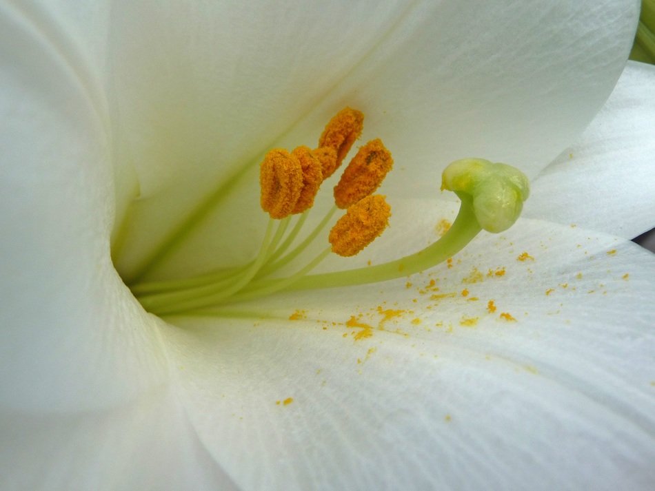 Macro photography of blossom