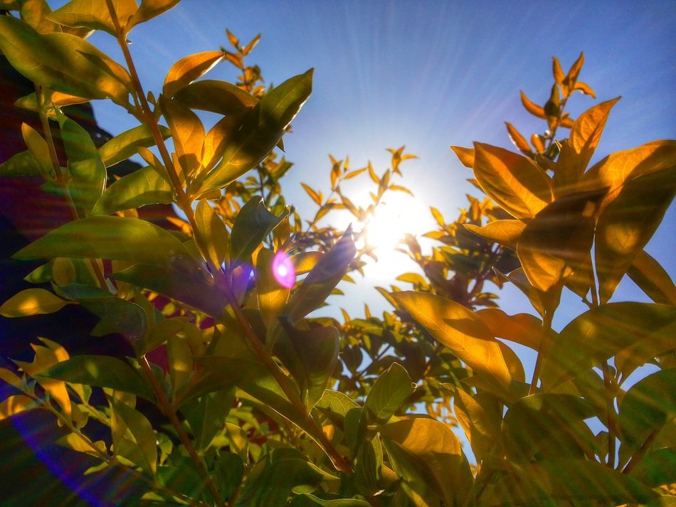 Sunlight on the foliage of the tree