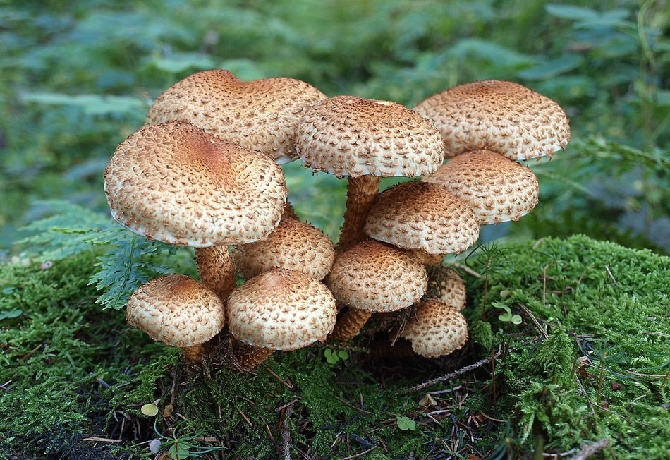 Brown and white mushrooms in the beautiful, mossy forest