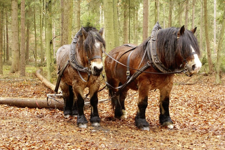 horses in forestry
