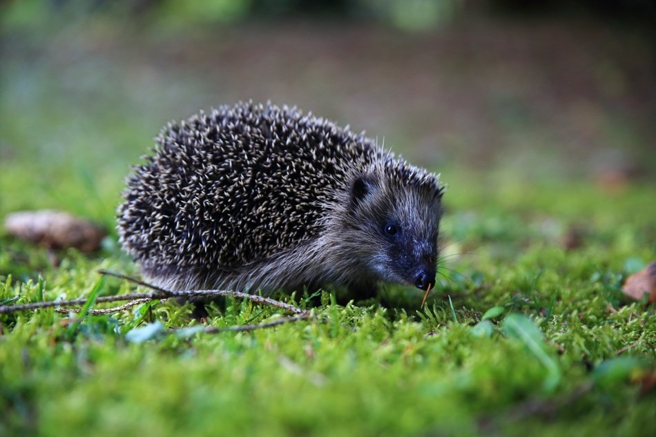 Beautiful and cute hedgehog on green grass