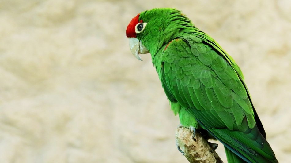 green parrot on a light background