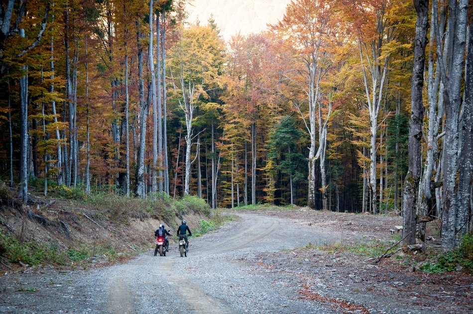 two motorcyclists ride in a beautiful forest