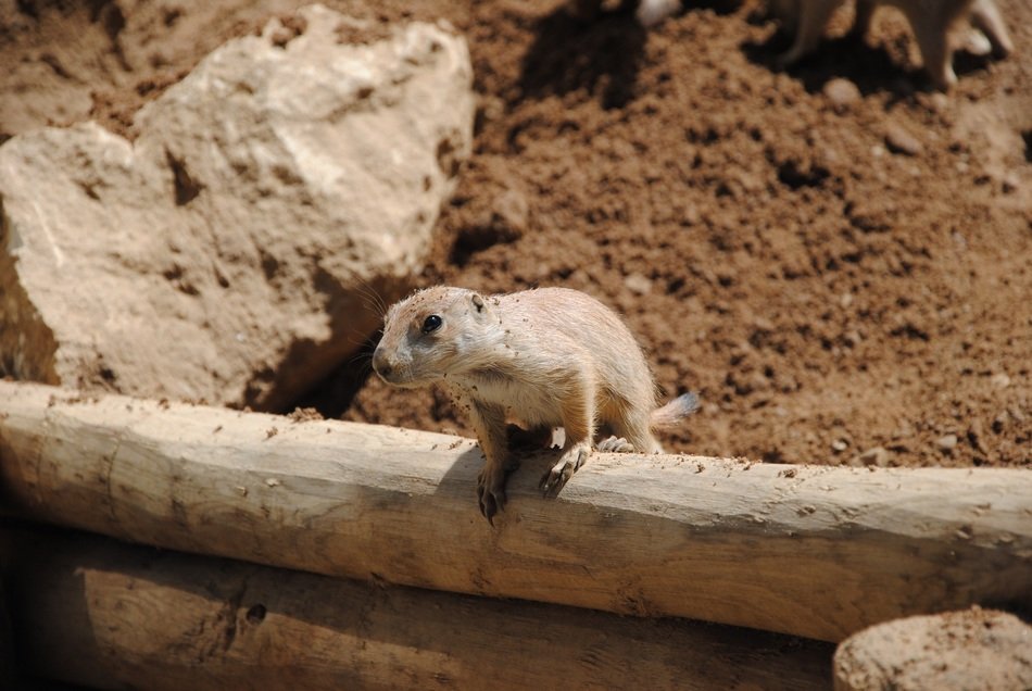 lemming looks at the desert