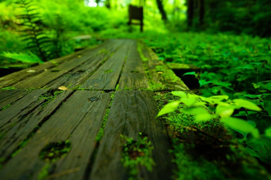 natural forest of totoro in Japan close-up on blurred background