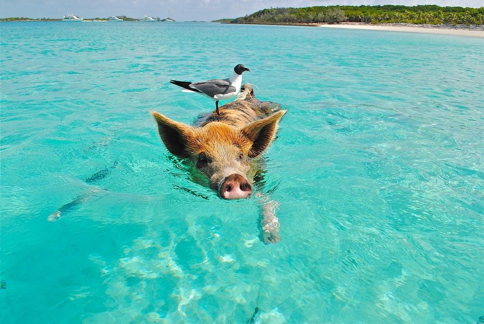 swimming pig with seagull on back