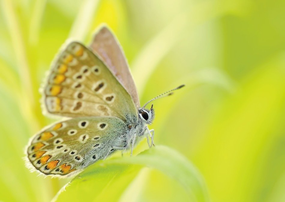 butterflie