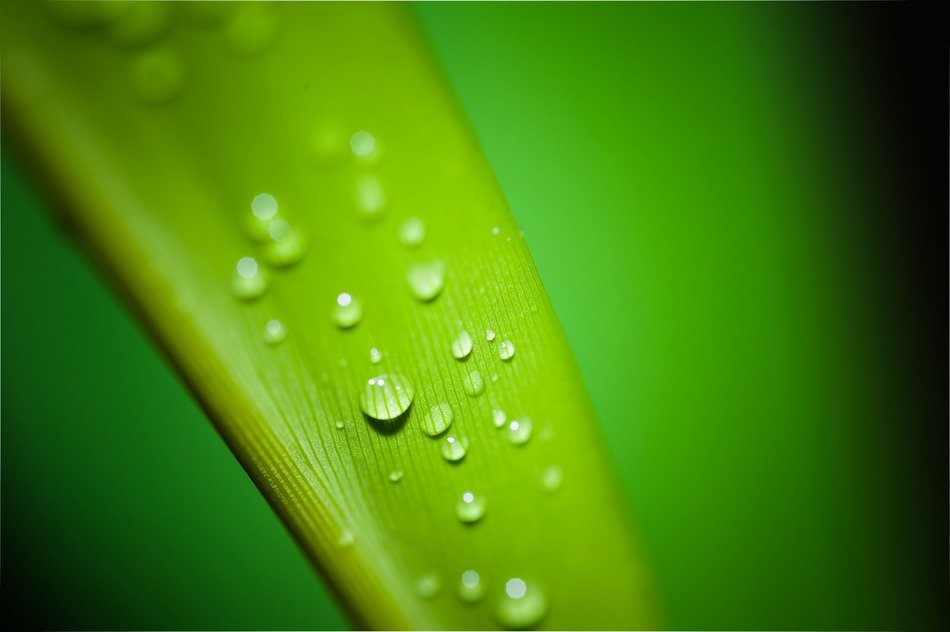 green leaf after rain in closeup