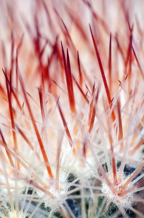 cactus colic flower