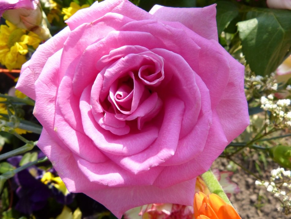 stunningly beautiful pink rose