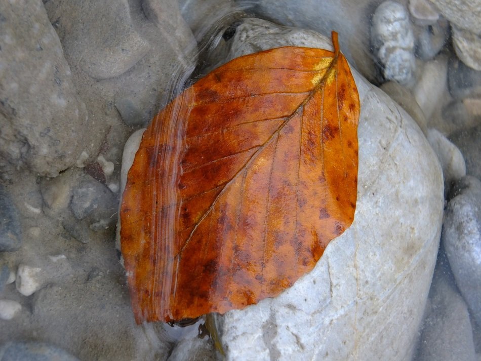 orange leaf on the white stone