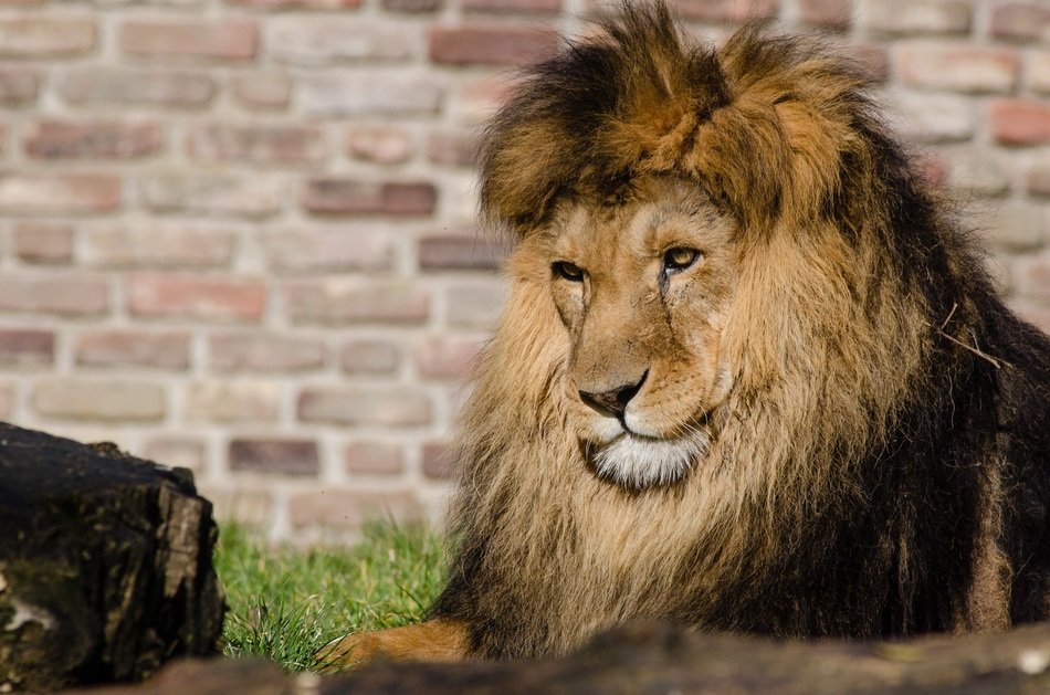 African lion on a brick wall background