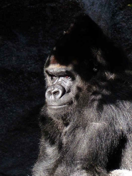 dark black gorilla in the sun