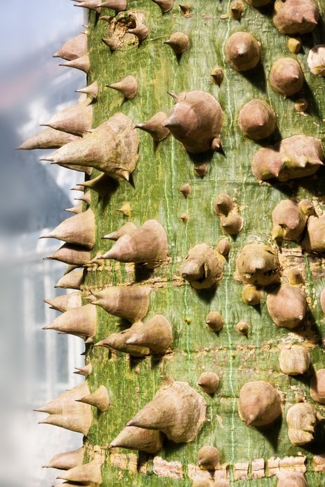 spikes on the trunk of chorisia insignis in South America