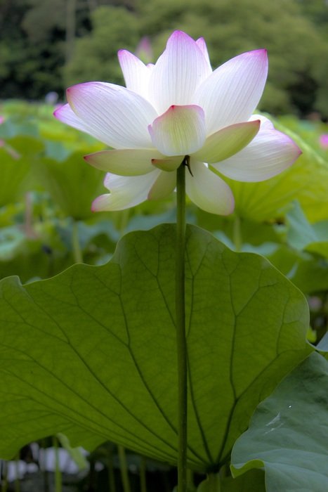 Beautiful white and purple lotus among the leaves