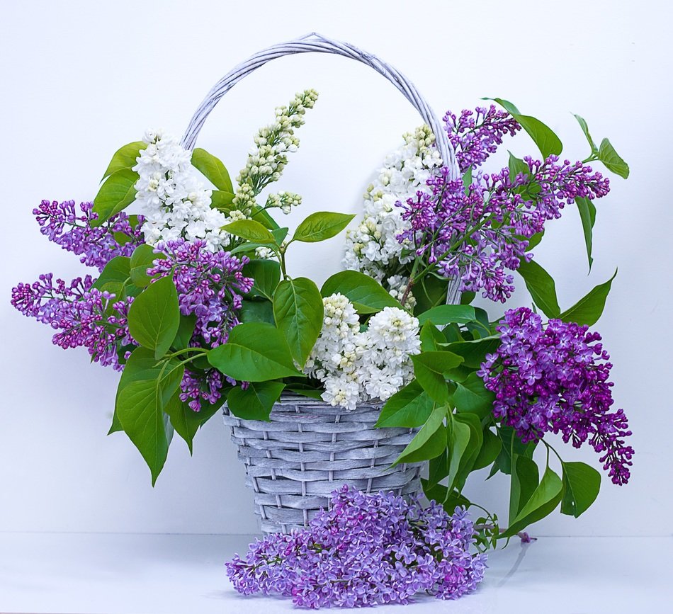 lilla flowers