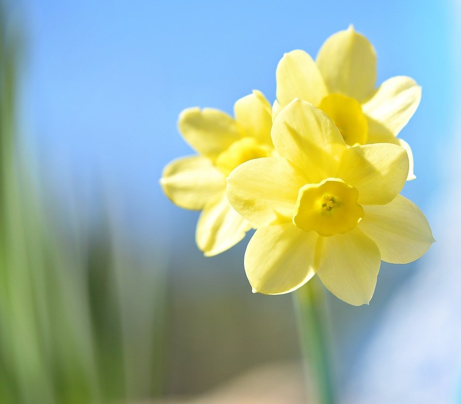 blown yellow narcissus