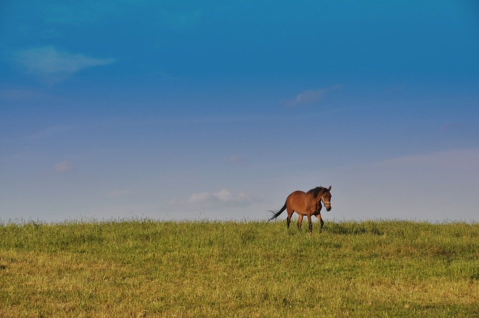 beautiful and delightful horse on meadow