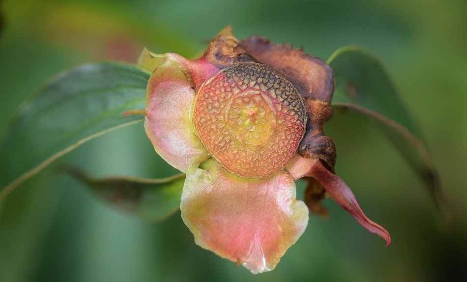 closeup picture of the blossom on a blurred background