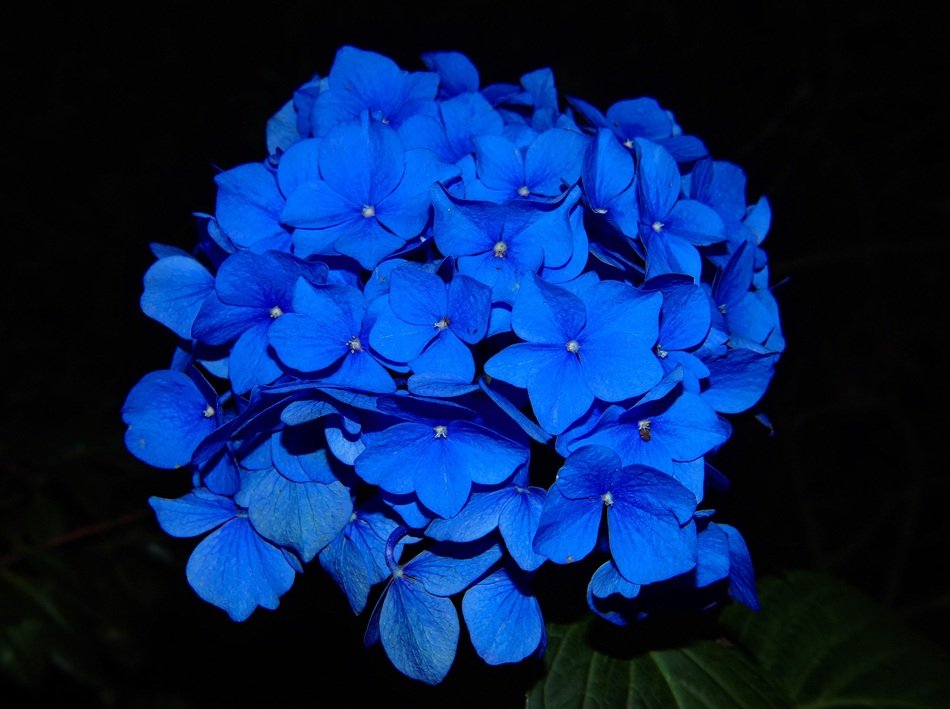 blue hydrangea flower on black background