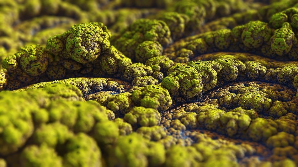 Photo of the green mould