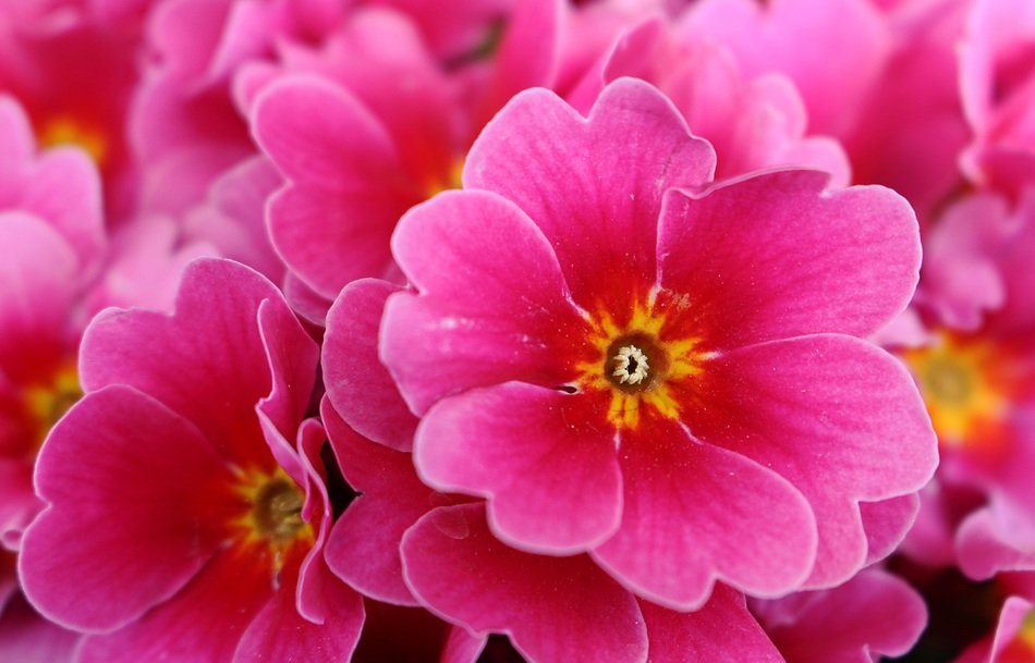 fragrant pink flowers in the garden