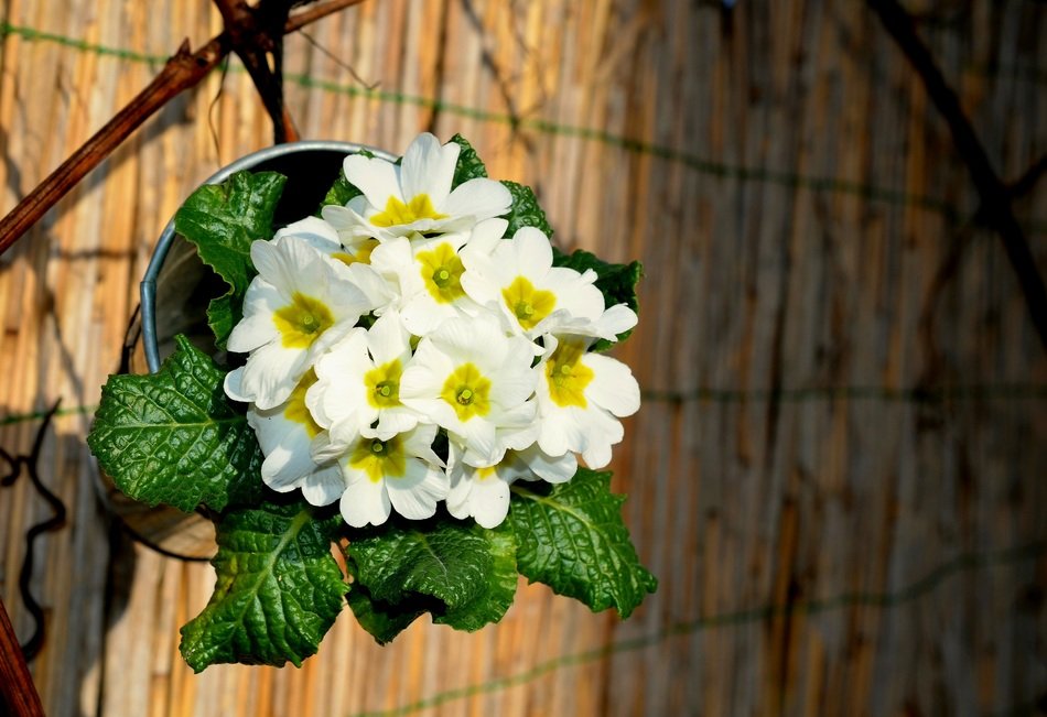 white primrose with green leaves