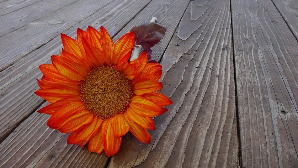 orange sunflower on wooden table