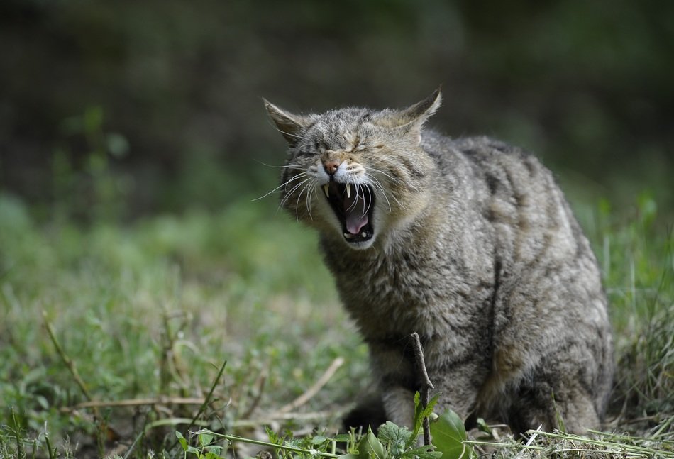 grey cat yawns on lawn