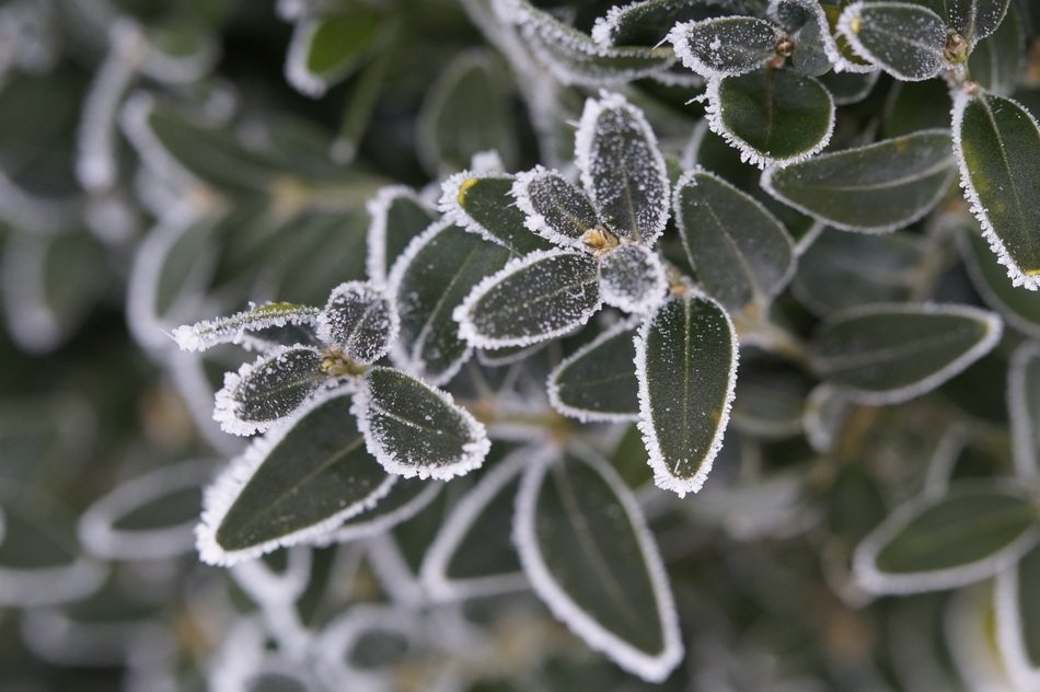small grey leaves in hoarfrost