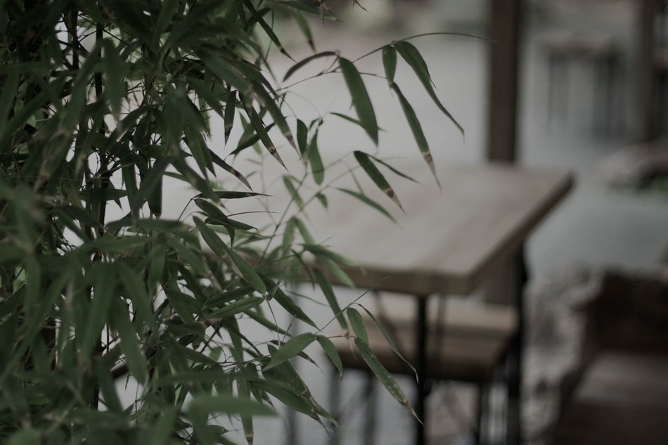 green plant on the background of the table in the living room