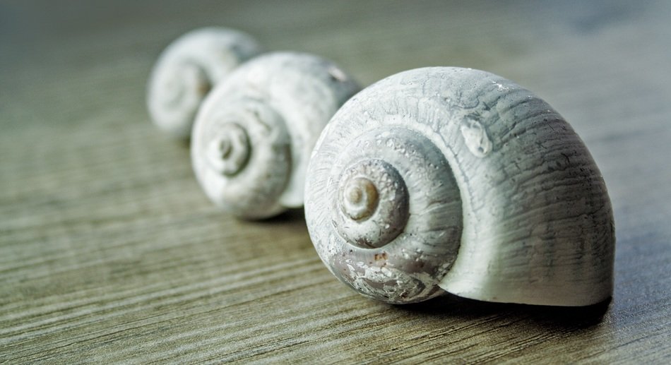 gray shells on the surface