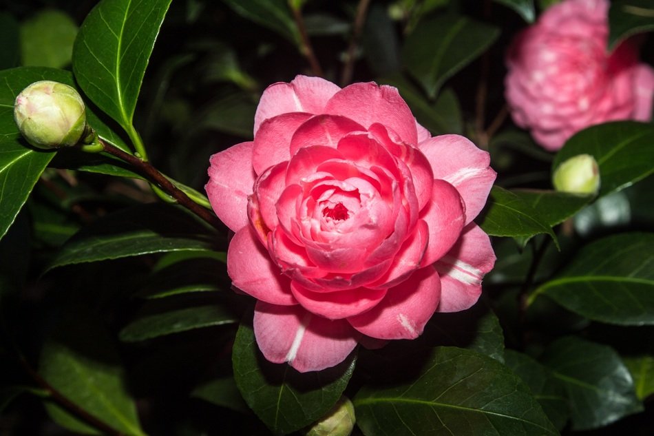 bright pink peony in the garden close-up