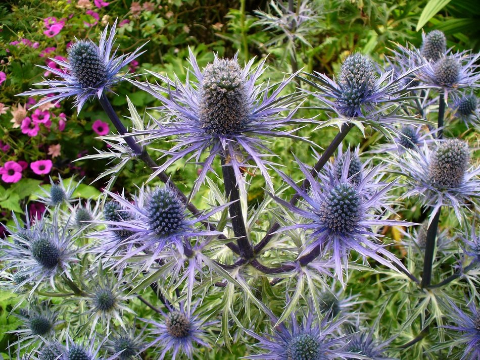 blue thistle flower in the wildlife