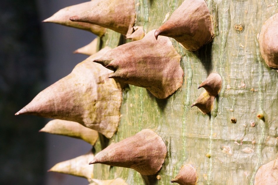 Bark with pointed spurs, south america