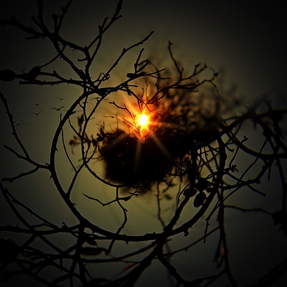 aesthetic clipart of the tree