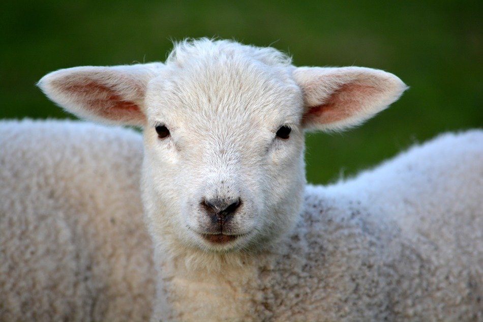 white nice lamb