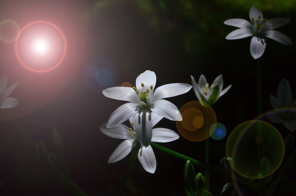 closeup photo of Sunshine on the white wild flowers