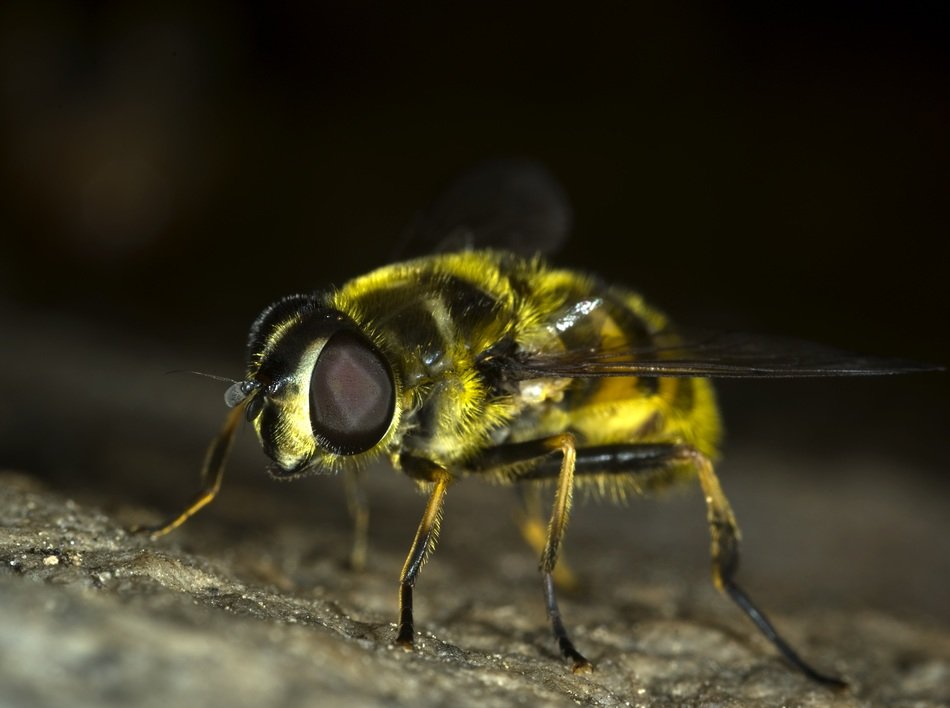 insect closeup on dark background