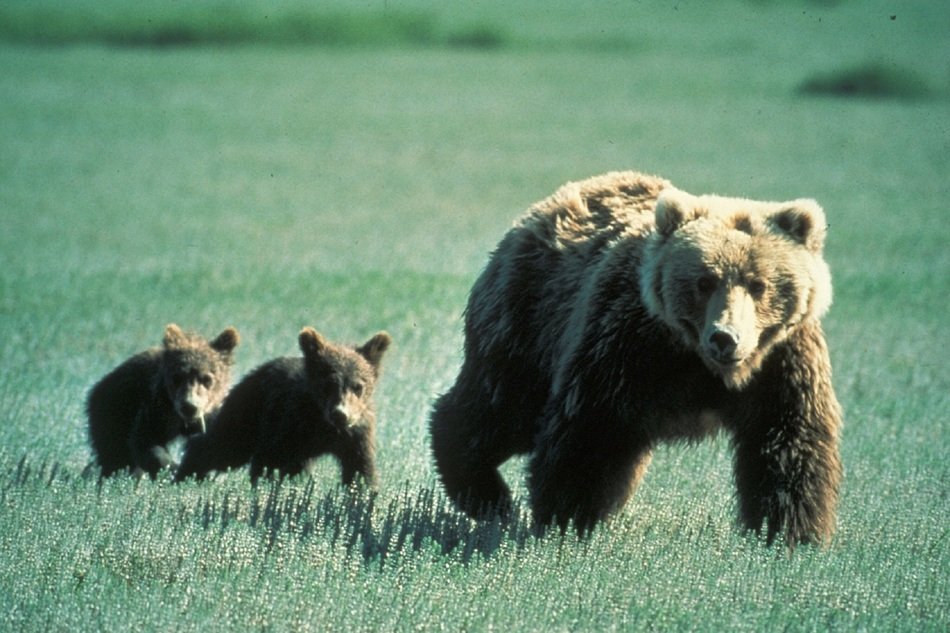 Young grizzly bears