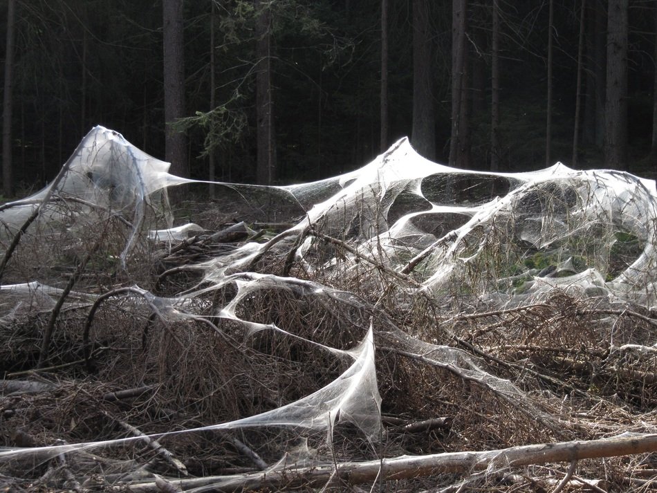 A lot of spider webs
