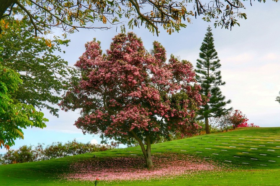 blooming tree with pink flowers