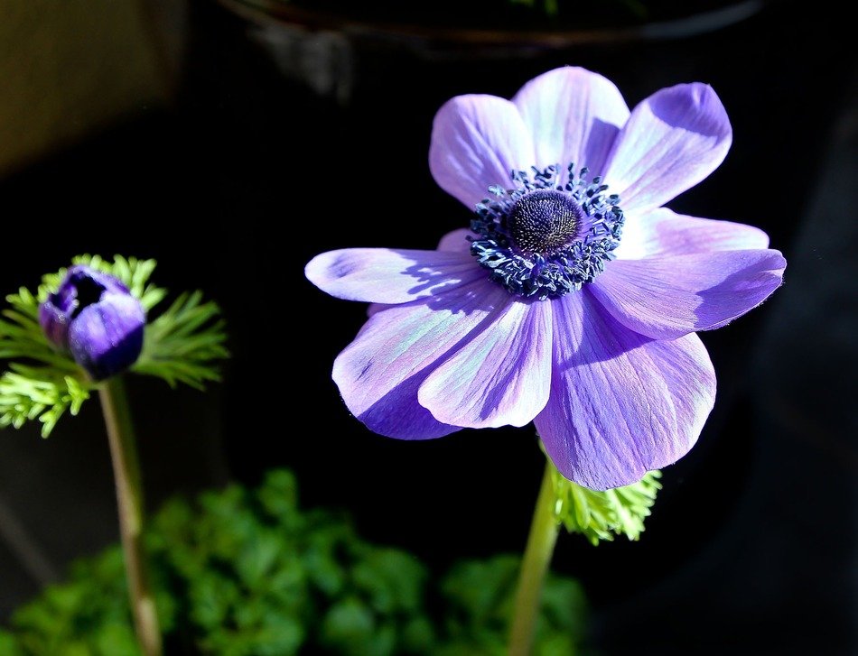 purple flowers with a blue heart