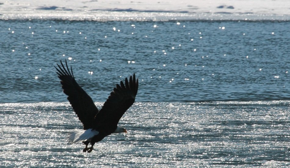 Eagle in flight over water
