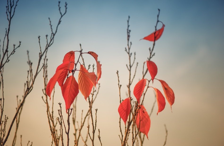 beautiful and delightful red autumn leaves