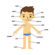 Body part poster