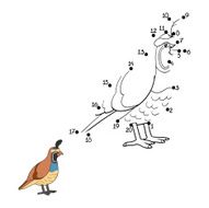 Numbers game (quail bird)