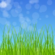 Green grass against the blue sky vector illustration