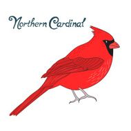 Bird northern cardinal vector illustration