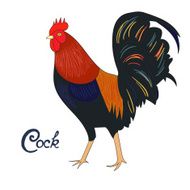 Bird cock rooster vector illustration